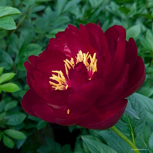 Paeonia "Buckeye Belle", fot. AS
