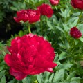 Paeonia "Command Performance", fot. AS