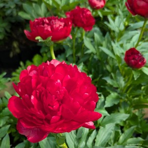 Paeonia lactiflora „Command Performance” - piwonia chińska
