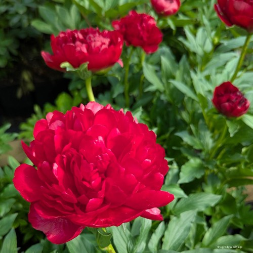 Paeonia "Command Performance", fot. AS