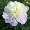 Paeonia "Lady Alexandra Duff", fot. AS