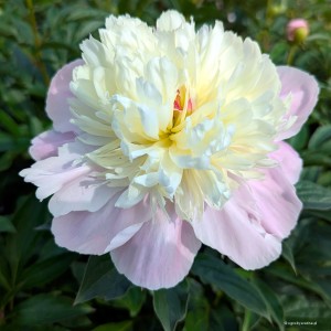 Paeonia lactiflora „Lady Alexandra Duff” - piwonia chińska
