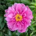 Paeonia "Nice Gal", fot. AS