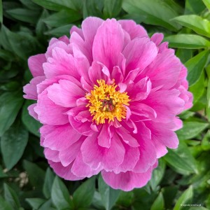 Paeonia „Nice Gal” - piwonia
