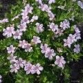 Geranium "Pink Pouffe", fot. AS