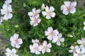 Geranium "Pink Pouffe", fot. AS
