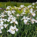 Iris sibirica "Hohe Warte", fot. AS