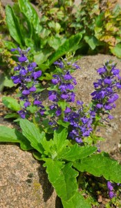 Ajuga genevensis - dąbrówka kosmata