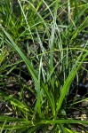 Carex brunnea "Magic Green" - turzyca Brunnea
