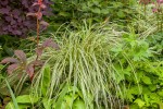 Carex oshimensis "Feather Falls" - turzyca japońska