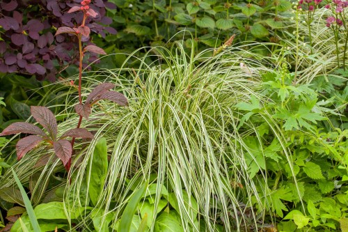 Carex oshimensis "Feather Falls"