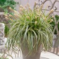 Carex oshimensis "Feather Falls"