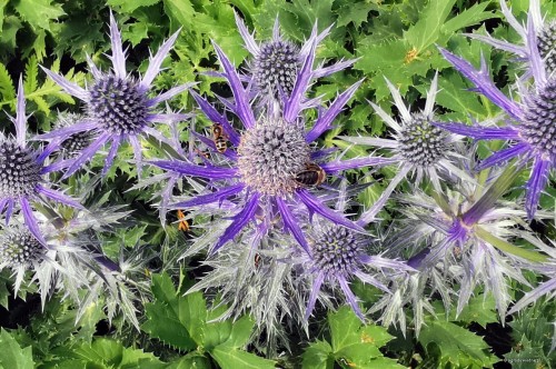 Eryngium x zabelii "Big Blue"