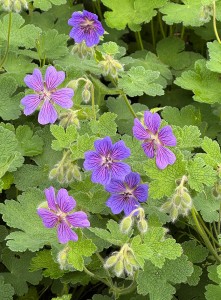 Geranium renardii "Terre Franche" - bodziszek Renarda