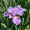 Iris sibirica "Kita-No-Seiza", fot. AS