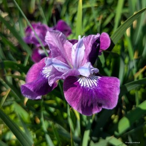 Iris sibirica „Lady Vanessa” - kosaciec syberyjski 