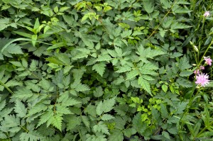 Aruncus „Horatio” - parzydło
