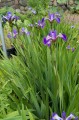 Iris versicolor "Dark Aura", fot. AS