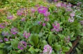 Primula beesiana, fot. AS