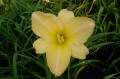 Hemerocallis „Jadwiga Teresa''