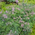 Thalictrum "Little Pinkie", fot. AS