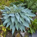 Hosta "Scheherezade", fot. AS