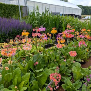 Primula x bulleesiana - pierwiostek