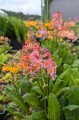 Primula bulleesiana, fot. AS