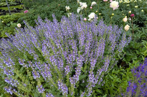 Salvia "Azure Snow", fot. AS