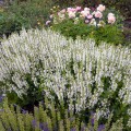 Salvia pratensis Fashionista "Snow Kiss", fot. AS