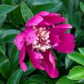 Paeonia "Top Hat", fot. AS