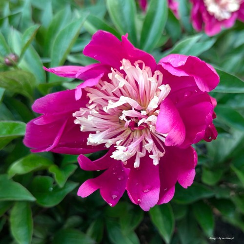 Paeonia "Top Hat", fot. AS