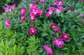 Paeonia "Top Hat", fot. AS