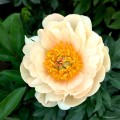 Paeonia "King's Day", fot. AS