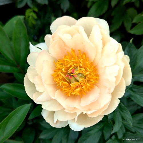 Paeonia "King's Day", fot. AS