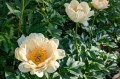 Paeonia "King's Day", fot. AS