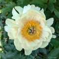 Paeonia "King's Day", fot. AS