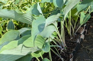 Hosta „Lakeside Lagoon” - funkia