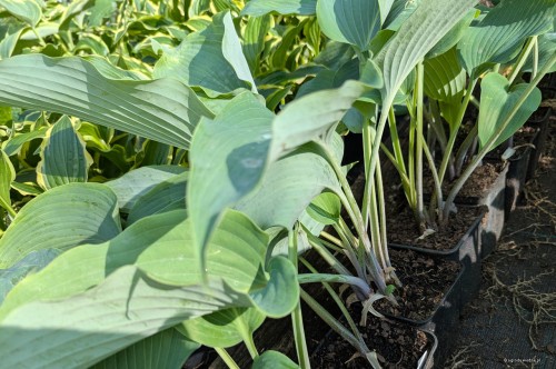 Hosta "Lakeside Lagoon", fot. AS