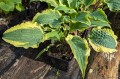 Hosta "Leather and Lace", fot. AS