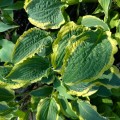 Hosta "Leather and Lace", fot. AS