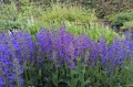 Salvia pratensis Fashionista "Midnight Model", fot. AS