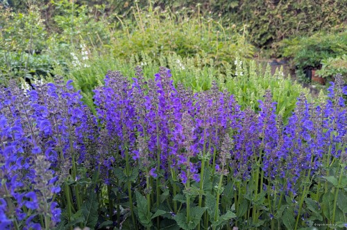 Salvia pratensis Fashionista "Midnight Model", fot. AS