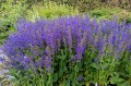 Salvia pratensis Fashionista "Midnight Model", fot. AS