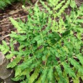 Osmunda regalis "Undulata"