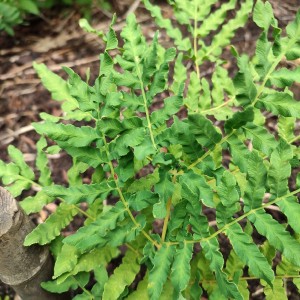Osmunda regalis "Undulata" - długosz królewski