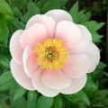 Paeonia "Soft Salmon Saucer", fot. AS