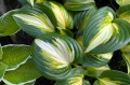 Hosta "Heatwave Harmony", fot. AS