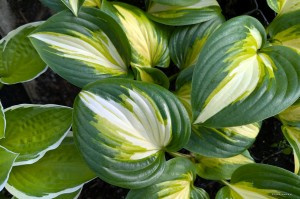 Hosta „Heatwave Harmony” - funkia