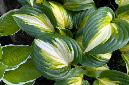 Hosta "Heatwave Harmony", fot. AS